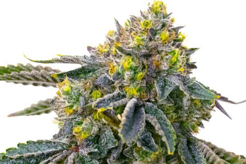 white truffle ice cream exotic strain weed plant