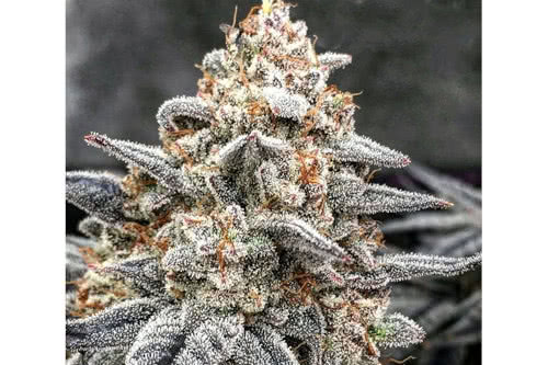 white wedding rbx strain plant by ethos genetics