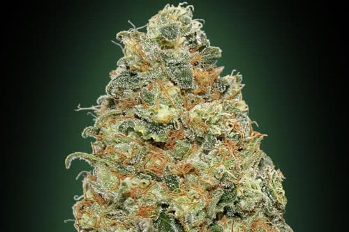 white widow strain by 00 seeds