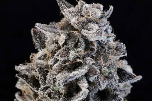 white widow auto strain plant by atlas seed