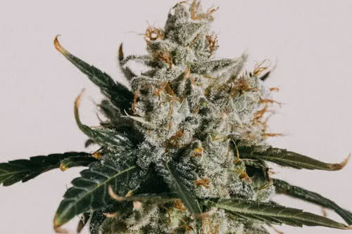 white widow auto strain plant by ilgm