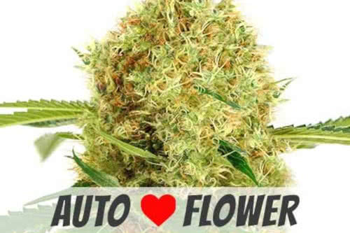 white widow auto strain by ilgm