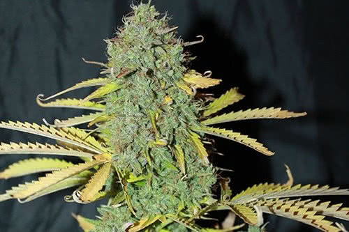 white widow auto strain indoor cannabis plant
