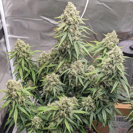 white widow auto from pyramid seeds, grown by reddit user