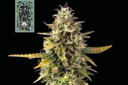 white widow auto strain by seedsman