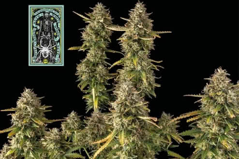 white widow autoflower strain plant
