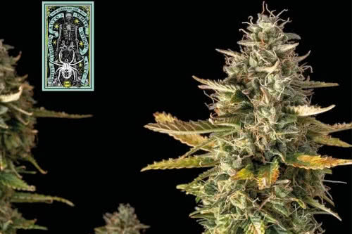 white widow autoflower seeds cannabis plant