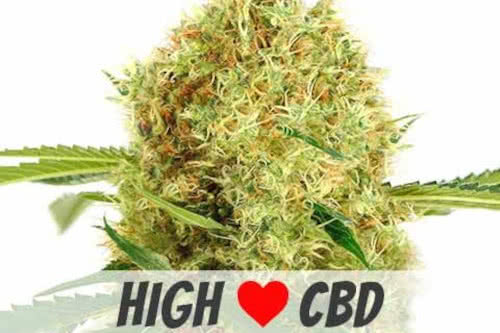 white widow cbd low thc strain