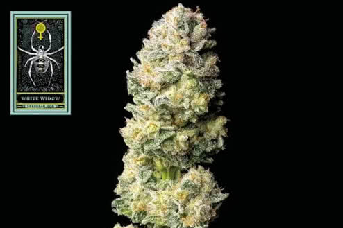 white widow feminized strain plant