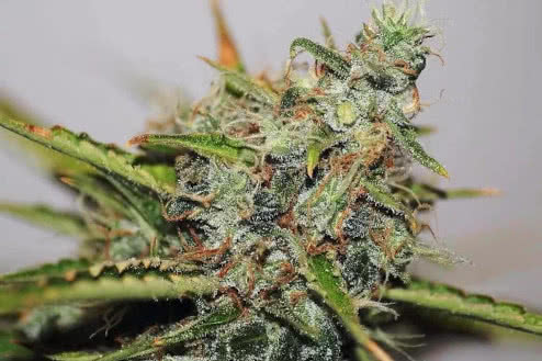 white widow regular strain plant