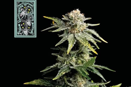 white widow fast strain by seedsman