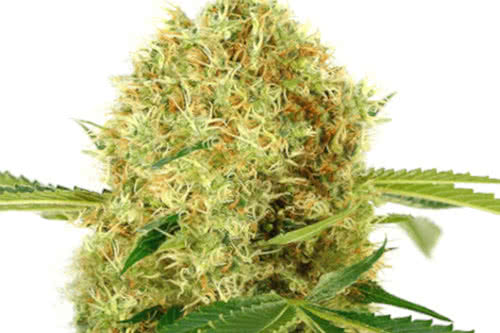 white widow fem by ILGM