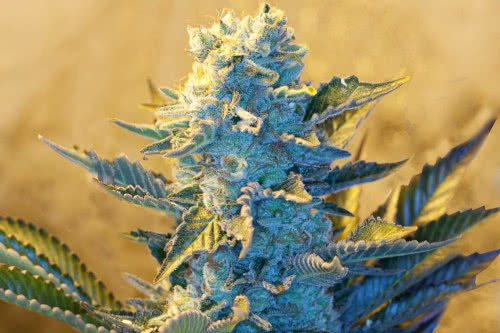 white widow strain by g13 labs