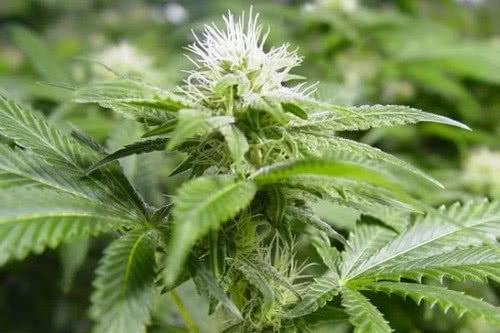 white widow strain by nirvana seeds