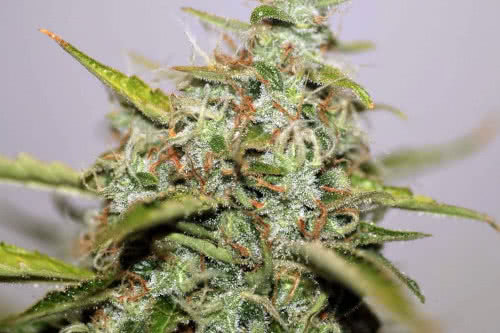 white widow regular seeds cannabis plant