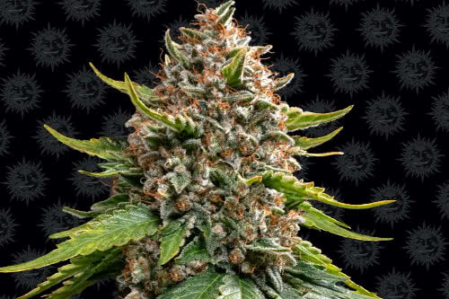 white widow xxl auto plant by barneys farm