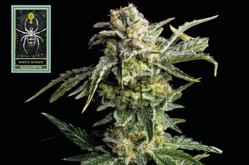 white widow strain by seedsman