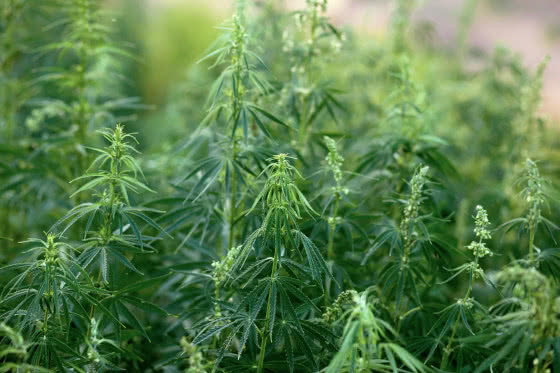 wild cannabis patch, male and female plants