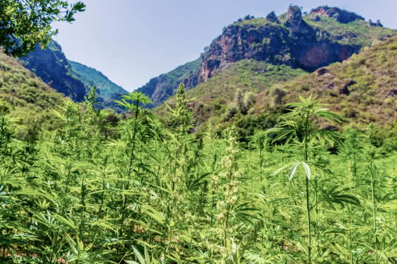 wild landrace cannabis growing in rif mountains