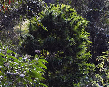 Wild Thai sativa strain growing outdoors, extremely large cannabis plant