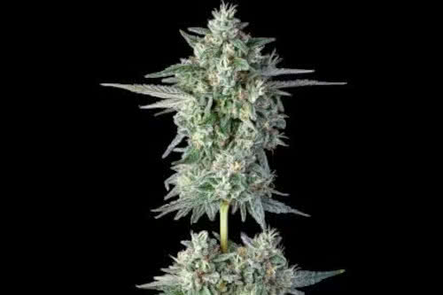 wingsuit strain plant by compoung genetics