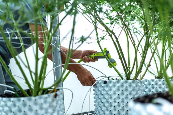 woman watering flushing cannabis plants
