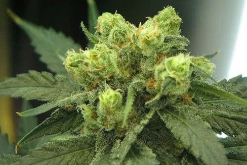 wonder woman strain by nirvana seeds