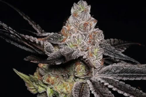 wonkas vinyard strain plant by trilogene seeds