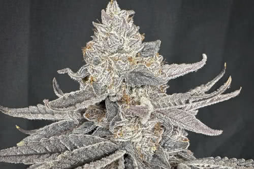 yacht party strain plant by solfire gardens