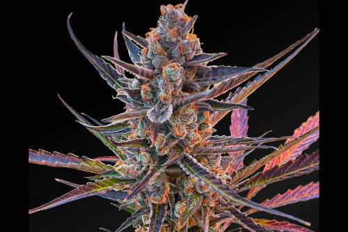 yuzu euphoria auto strain plant by phylos bioscience