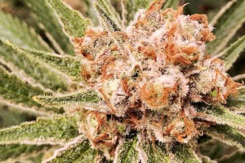 zamaldelica sativa strain plant by ace seeds