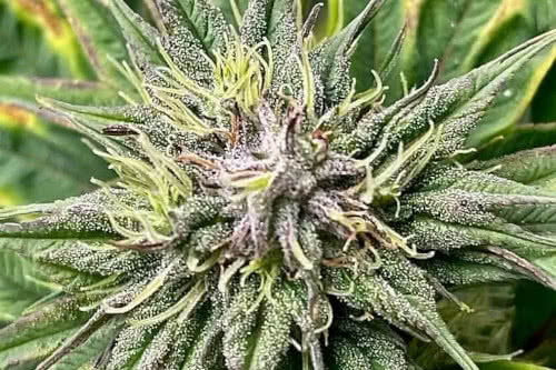 zen x swag strain by terpyz mutant genetics