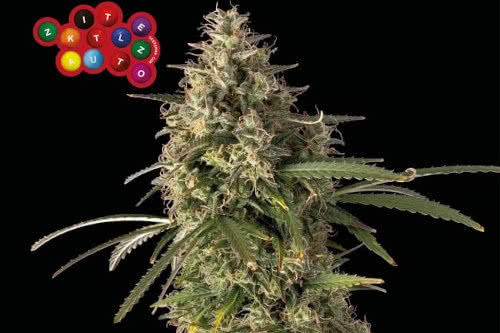 zkittlez auto medical strain by seedsman