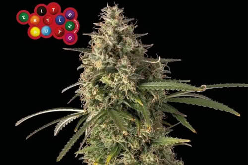 zkittlez auto weed strain