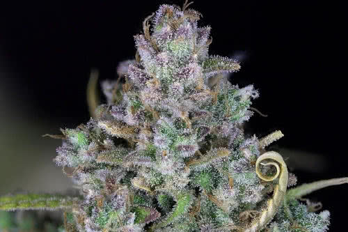 zkittlez auto strain by seedsman