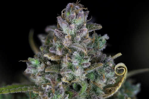 zkittlez autoflower seeds cannabis plant