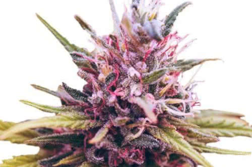 zkittlez fem by ILGM