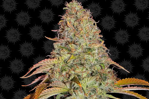 zkittlez og auto strain by barneys farm