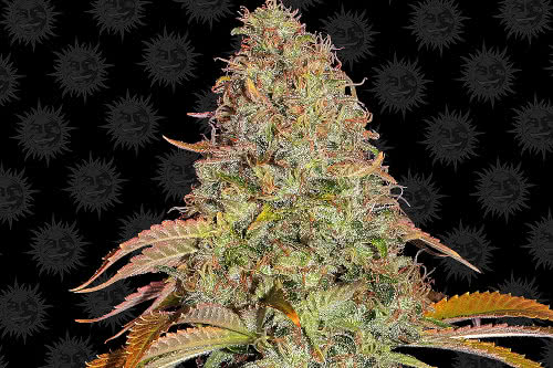 zkittlez og auto plant by barneys farm