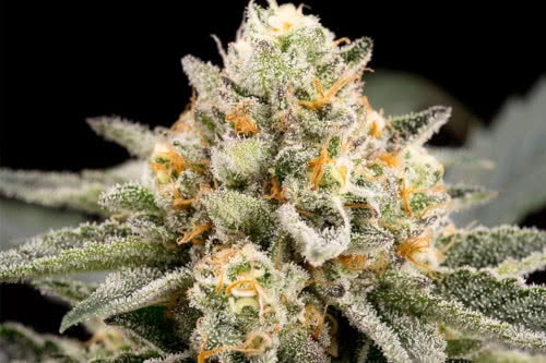 zombie bride strain by ripper seeds