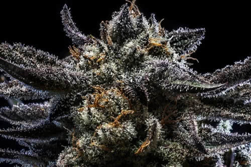 zombie kush strain by ripper seeds