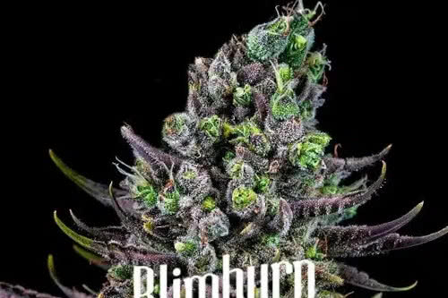 zookies strain plant by blimburn