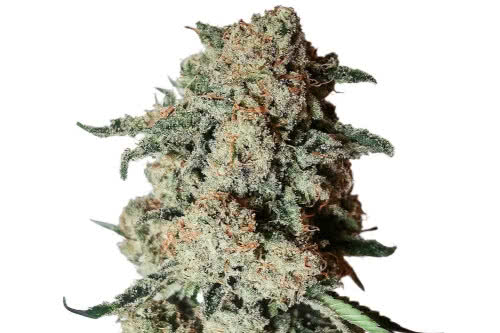 zookies auto strain plant by seedsupreme