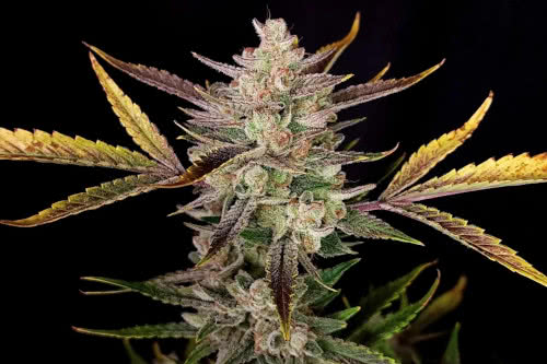 ztrawberriez auto strain plant by fast buds