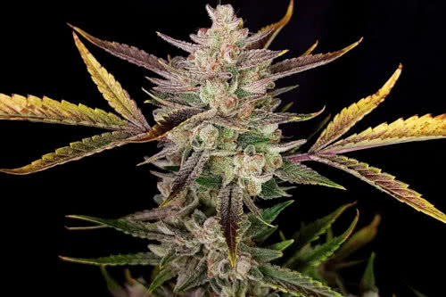 ztrawberriez auto strain by fast buds