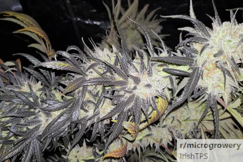 zurple punch bx strain plant by in house genetics