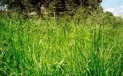 field of grass for cannabis planting