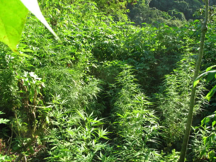 maui wowie guerrilla cannabis patch