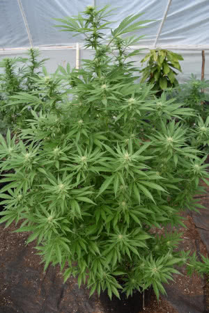 marijuana plant in a legal cannabis grow site greenhouse in Hawaii