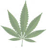 hybrid cannabis long season